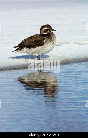 Long-tailed duck (Clangula hyemalis) adult female, summer plumage, standing on ice on river, Varanger, Finnmark, Norway Stock Photo