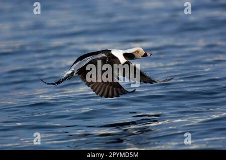 Long-tailed duck (Clangula hyemalis) adult male, flying over the sea, Batsfjord, Varanger Peninsula, Finnmark, Norway Spring Stock Photo