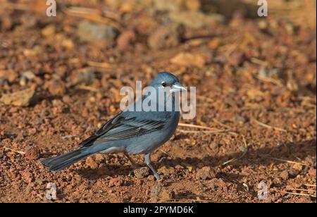 Blue blue chaffinch (Fringilla teydea), adult male, standing on the ground, Tenerife, Canary Islands Stock Photo
