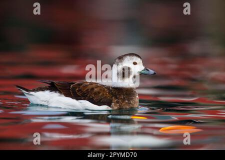 Long-tailed duck (Clangula hyemalis) adult female, winter plumage, swimming in fjord harbour, Batsfjord, Varanger Peninsula, Finnmark, Norway Stock Photo