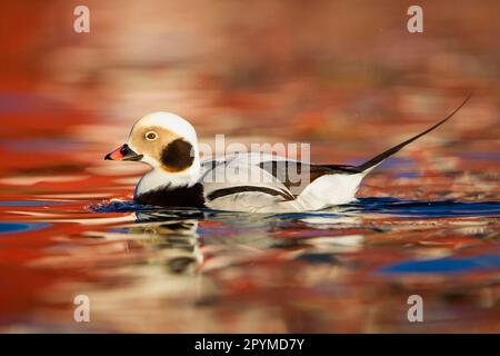 Long-tailed duck (Clangula hyemalis) adult male, winter plumage, swimming in fjord harbour, Batsfjord, Varanger Peninsula, Finnmark, Norway Stock Photo