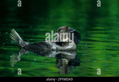 Musk duck (Biziura lobata), Muscovy Ducks, Ducks, Goose Birds, Animals, Birds, Musk Duck Male swimming Stock Photo