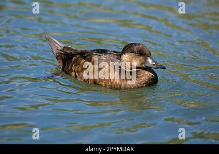 Common scoter (Melanitta nigra), scoter, ducks, geese, animals, birds, Common Scoter adult female, swimming Stock Photo