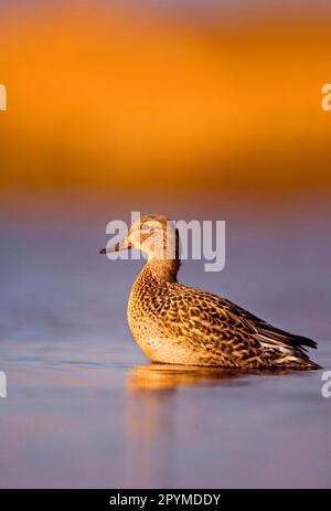 Common Teal (Anas crecca) adult female, standing in shallow coastal lagoon at dawn, Norfolk, England, United Kingdom Stock Photo