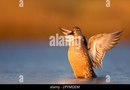 Common Teal (Anas crecca) adult female, drying wings after bathing, in shallow coastal lagoon, Norfolk, England, United Kingdom Stock Photo