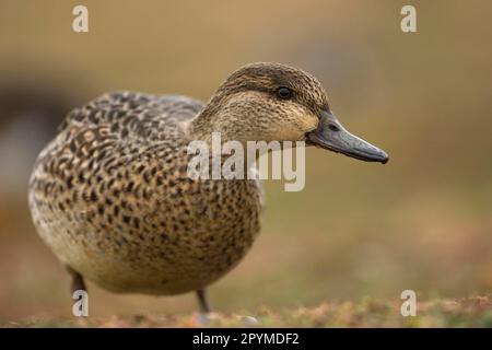 Common Teal (Anas crecca) adult female, standing on shingle, Salthouse, Norfolk, England, United Kingdom Stock Photo