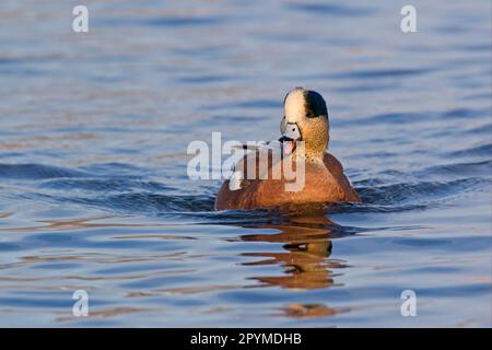 American Wigeon (Anas americana) adult male, calling and swimming, Socorro, New Mexico (U.) S. A Stock Photo