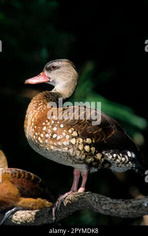 Spotted Whistling Duck (Dendrocygna guttata) Standing on branch, Indonesia, N. Guinea Stock Photo