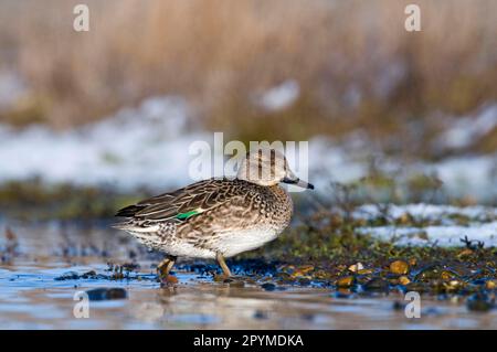 Common Teal (Anas crecca) adult female, walking at edge of water in snow covered wetland, Norfolk, England, United Kingdom Stock Photo