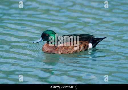 Chestnut-breasted teals (Anas castanea), Ducks, Goose Birds, Animals, Birds, Duck Teal Chestnut Drake swimming Stock Photo