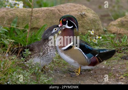Wood Duck (Aix sponsa), Ducklings, Ducks, Geese, Animals, Birds, Wood Duck adult pair, courtship behaviour, mutual preening Stock Photo