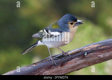 Madeiran Chaffinch (Fringilla coelebs madeirensis), adult male, summer plumage, sitting on a branch, Madeira Stock Photo