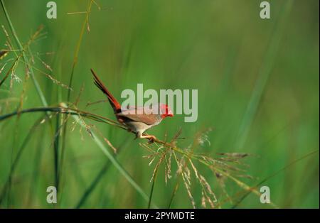 Crimson finch (Neochmia phaeton), Sun Finch, Sun Amadine, Sun Amadines, Magnificent Finches, Songbirds, Animals, Birds, Crimson Finch Female Stock Photo