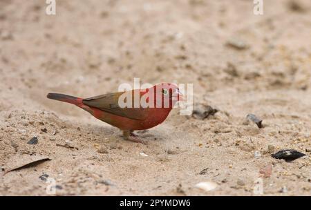 Red-billed firefinch (Lagonosticta senegala), adult male, feeds on seeds, stands on sand, Senegal Stock Photo