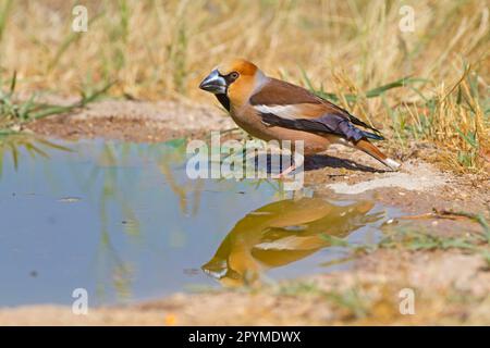 Hawfinch (Coccothraustes coccothraustes) adult male, drinking at pool, Castilla y Leon, Spain Stock Photo