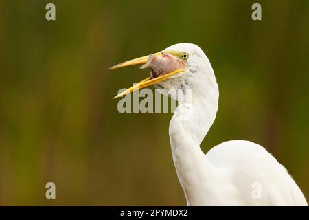 Great egret (Egretta alba) adult, feeding, swallowing freshly caught fish, close-up of head and neck, Hungary Stock Photo