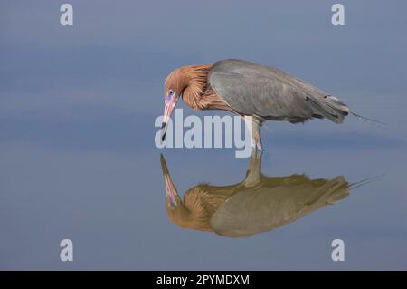 Reddish egret (Egretta rufescens) adult, fishing in shallow water with reflection, Estero Lagoon, utricularia ochroleuca (U.) (U.) S. A Stock Photo