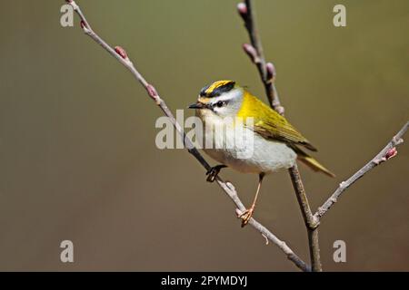 Common firecrest (Regulus ignicapillus) Goldcrest, songbirds, animals, birds, Firecrest adult male, perched on twig, Cannobina Valley, Italian Stock Photo