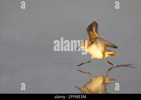 Adult least sandpiper (Calidris minutilla), winter plumage, walking with wings raised over the mudflats, Fort de Soto, utricularia ochroleuca (U.) Stock Photo