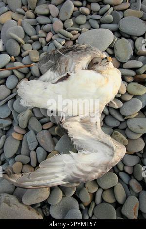 Northern Fulmar (Fulmaris glacialis) dead adult, washed up on pebble beach, Bude, Cornwall, England, United Kingdom Stock Photo