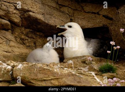 Northern Fulmar (Fulmaris glacialis) adult, calling, with chick mimicking parents cackling display, Shetland Islands, Scotland, United Kingdom Stock Photo