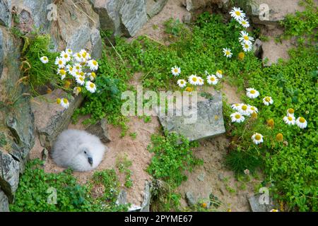 Northern fulmar, fulmars, tube-nosed, animals, birds, Northern Fulmar (Fulmaris glacialis) chick, sitting at nest on cliff, Durness, Sutherland Stock Photo