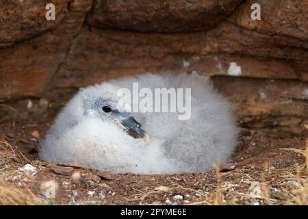 Northern fulmar, fulmars, tube-nosed, animals, birds, Northern Fulmar (Fulmaris glacialis) chick, sitting in nest on cliff, Handa Island, Sutherland Stock Photo