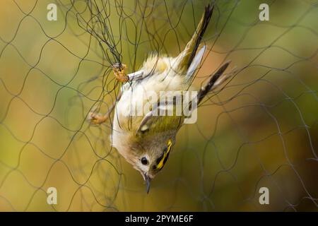 Goldcrest (Regulus regulus) adult, caught in mist-net, Holme, Norfolk, England, United Kingdom Stock Photo