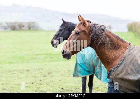 RELAXED JACKET WITH SPLIT CUFFS WILD HORSES