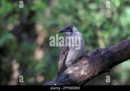 Smooth-faced leatherhead, Smooth-faced leatherheads, Smooth-faced leatherheads, Animals, Birds, Little Friarbird, Philemon citreogularis Stock Photo