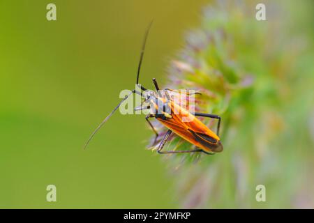 Long haired dagger bug Stock Photo - Alamy