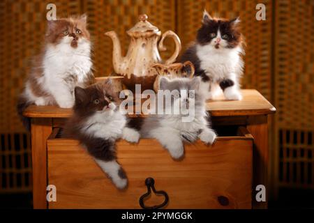 British Longhair, kitten, 9 weeks, in drawer Stock Photo