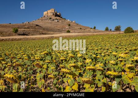 campo de girasoles, Helianthus annuus, Castillo de Gormaz, Siglo X, Gormaz, Soria, Comunidad Autónoma de Castilla, Spain, Europe Stock Photo