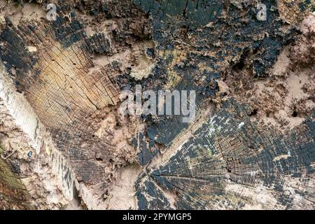 Close up of cut end of a tree stump showing splits, cracks and texture Stock Photo