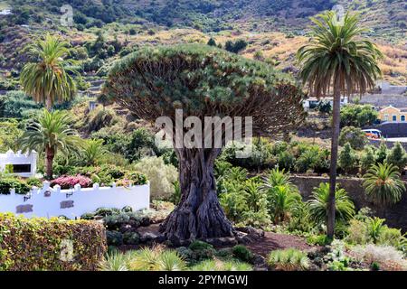 Tenerife, Canary Islands, Canary Islands dragon tree (Dracaena draco) Dragon Tree, Parque Del Drago, Icod de Los Vinos, Spain Stock Photo