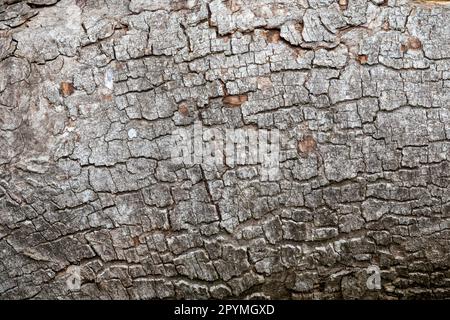 Close up of crazed tree bark texture Stock Photo