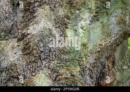 Close up of crazed tree bark texture Stock Photo