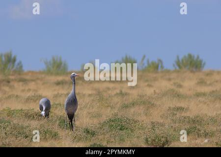 blue cranes in the wild of Etosha National Park in Namibia Stock Photo