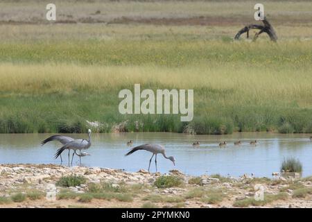 blue cranes at a water hole in Etosha National Park in Namibia Stock Photo