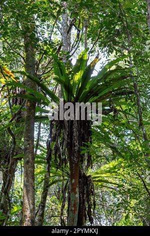 The lush foliage of Madagascar's Mantadia rainforest, Plant epiphyte growing on trees. Madagascar wilderness landscape Stock Photo