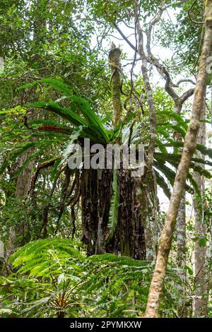 The lush foliage of Madagascar's Mantadia rainforest, Plant epiphyte growing on trees. Madagascar wilderness landscape Stock Photo