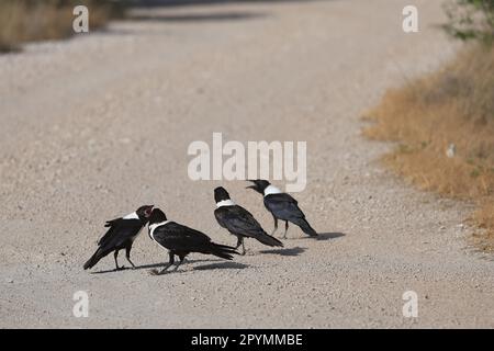 flock of pied crows perching on a gravel road in Namibia Stock Photo