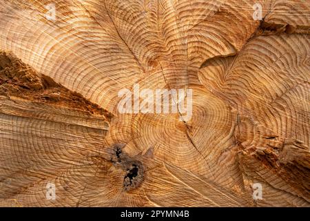 Wood grain background texture from a felled tree. Stock Photo