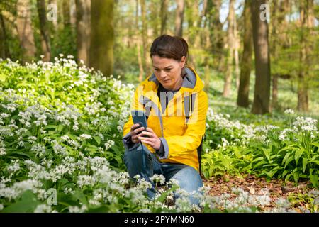 Woman taking photos on her smart phone of flowering wild garlic in woodland. Stock Photo