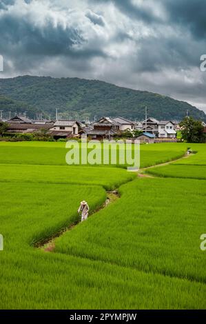 Farm worker clears a path through a rice field in Japan Stock Photo - Alamy