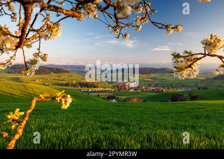 view of Biglen towards the alps in Emmental during sunset Stock Photo