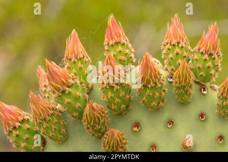 Blind Prickly Pear (Opuntia rufida) on Dugout Wells Trail, Big Bend National Park, Texas Stock Photo