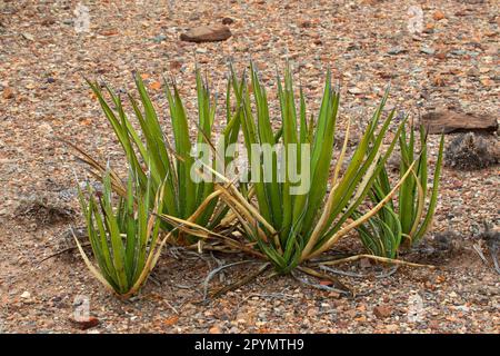 Agave lechuguilla, Big Bend National Park, Texas Stock Photo