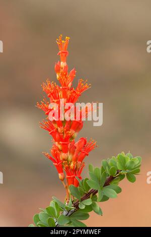 Ocotillo along Mule Ears Spring Trail, Big Bend National Park, Texas Stock Photo