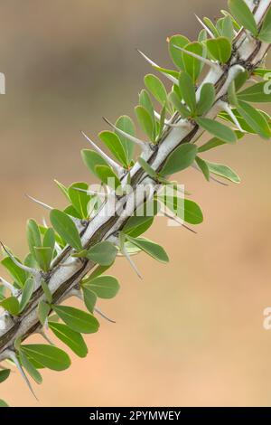Ocotillo along Mule Ears Spring Trail, Big Bend National Park, Texas Stock Photo